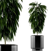 single plant 02