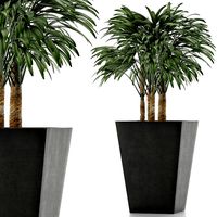single plant 07