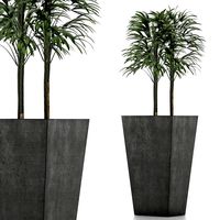single plant 08