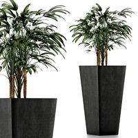 single plant 09