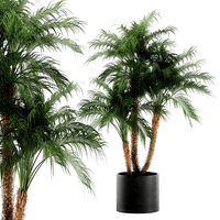 decorative phoenix roebelenii palm in a black flowerpot 620