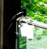 Magpie bird feeder - selective | 3D
