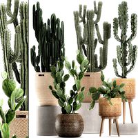 decorative cactus in baskets for the interior 617