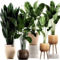 decorative banana plants for the interior in baskets 615