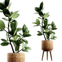 decorative ficus tree for the interior in baskets 607