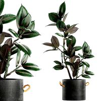 decorative ficus tree in pots of concrete for the interior 603