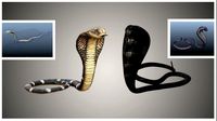 realistic snake and king cobra rigged low poly
