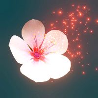 cherry blossom