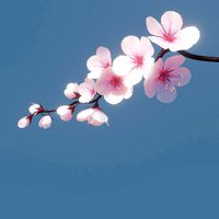 cherry blossom branch