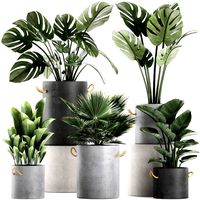 plants in pots of concrete for the interior 602