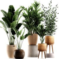 plants in baskets for the interior 600