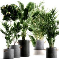 plants in pots of concrete for the interior 596