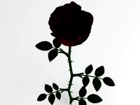 rose red