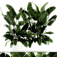 decorative banana palms in flower pots for the interior 581