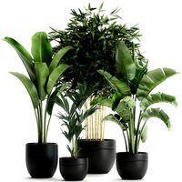 decorative plants for the interior in a black flowerpot 586