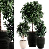 decorative plants in a black flowerpot 577
