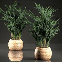 decorative palm in a in a basket 569