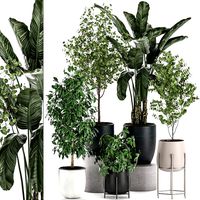 decorative plants for interior decoration in pots 557