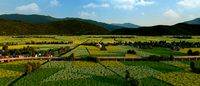 farmland