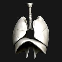 Human Respiratory System Sculpt