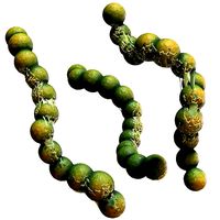 Streptococcus