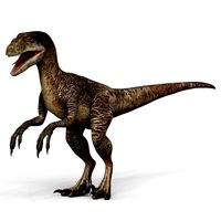 Velociraptor Dinosaur