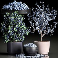 decorative blueberry tree in pots for the interior 547