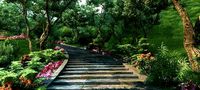 mountain forest