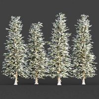 blue spruce winter