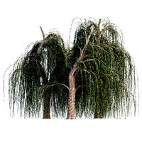 weeping willow