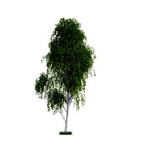 birch tree 2