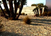 desert lizard
