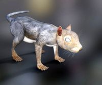 rodents squirrels