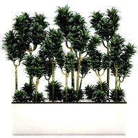 dracena compacta in a flowerpot for interior design 537