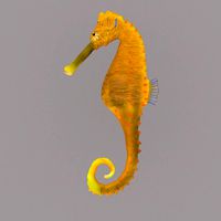 seahorse