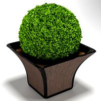 bush in a cache-pot