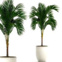 decorative palm in a white flowerpot 516