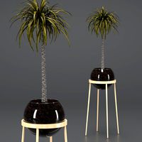 dracaena in a glass pot