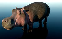 hippopotamus