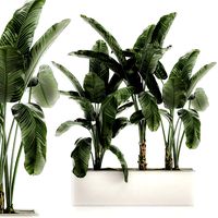 decorative banana in a white flowerpot for decor and interior design 512
