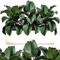decorative alocasia in a white flowerpot for decor and interior design 509