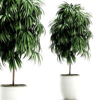 decorative tree in a white flowerpot for decor and interior design 501