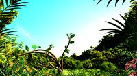 rainforest
