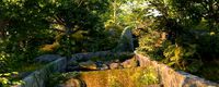 mountain forest