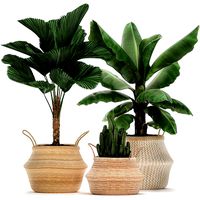 decorative plants in flower pots for the interior 486
