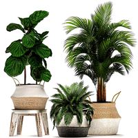 decorative banana tree in a basket for the interior 488