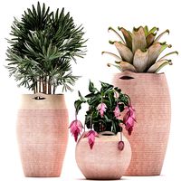 decorative plants in flower pots for the interior 479