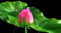 lotus