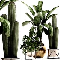 decorative plants in flower pots for the interior 467a