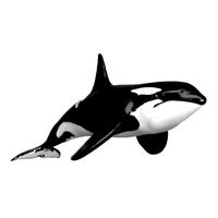 killer whale sculpt